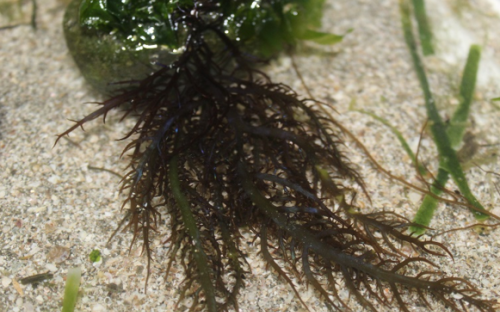 ALGA 