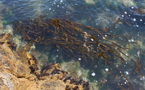 alga2