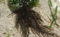 ALGA 