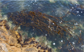 alga2